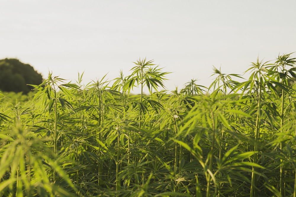 Industrial Hemp